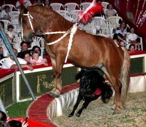 Cirkus Alex napadli vandali