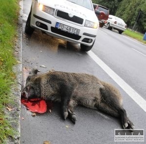 Na sdlisku v Preove policajtka zrazila diviaka