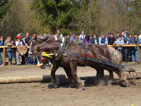 Furmansk sa ZCHKS 2010 v Novej Bystrici