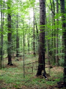 Hubrka nala v lese obesen enu