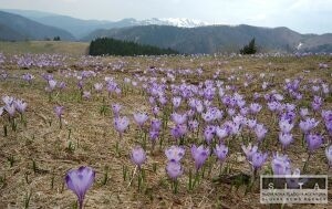 Alergikov potrpia peov zrn trv