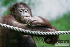 Novm maskotom spiskonovoveskej zoo je orangutan Momo