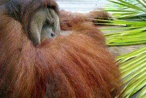 Orangutan spsobil poplach v zoologickej zhrade