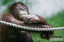 Novm maskotom spiskonovoveskej zoo je orangutan Momo