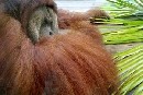 Orangutan spsobil poplach v zoologickej zhrade